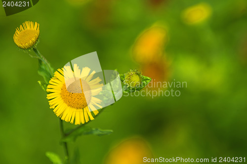 Image of Pulicaria dysenterica, common Fleabane