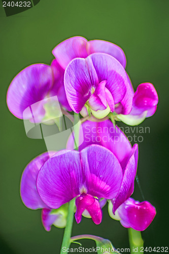 Image of vetch