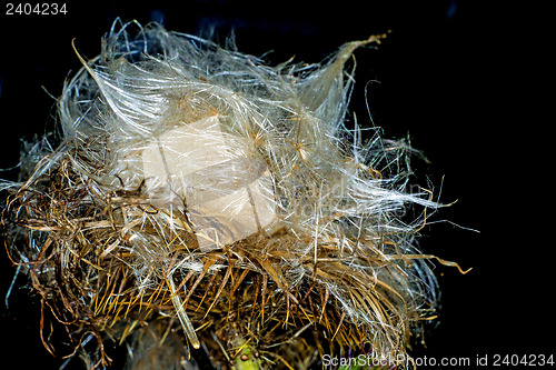 Image of  woolly thistle, Cirsium eriophorum