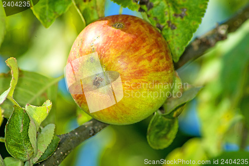Image of apple at a tree
