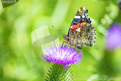 Image of Red admiral, Vanessa atalanta