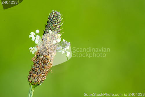Image of buckhorn plantain