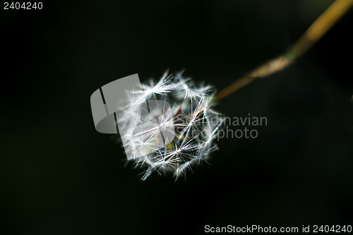 Image of lettuce seeds