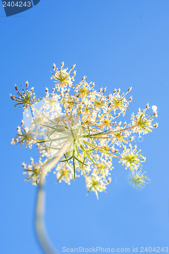 Image of wild carrot bloom