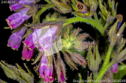 Image of comfrey