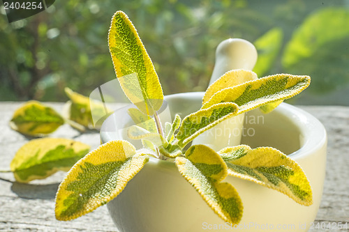 Image of sage, Salvia officinalis