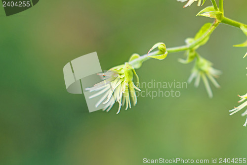 Image of hops blossom