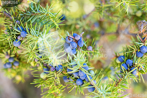 Image of juniper berries