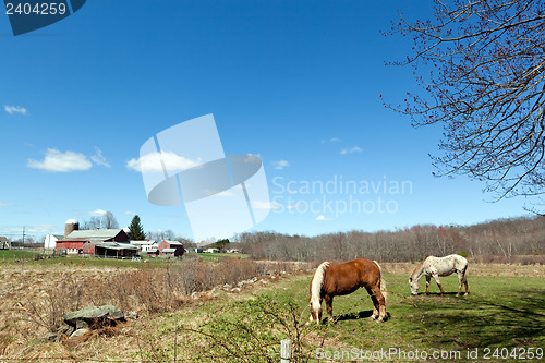 Image of Horses Grazing in the Pasture