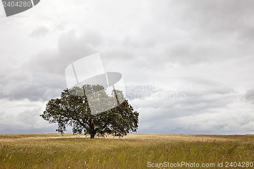 Image of Tree in Field