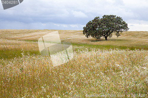 Image of Tree in Field