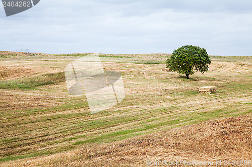 Image of Tree in Field