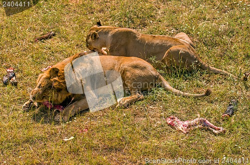 Image of Two lions eating meat