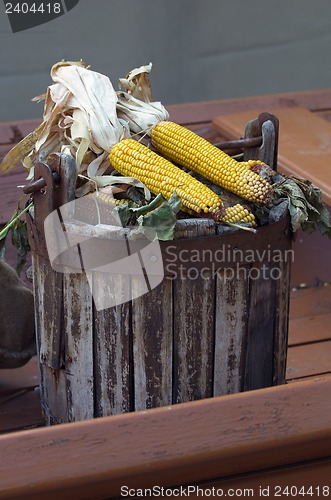 Image of Corn ears in wooden bucket