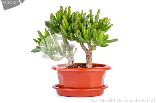 Image of Crassula Gollum or Trumpet (Finger) Jade