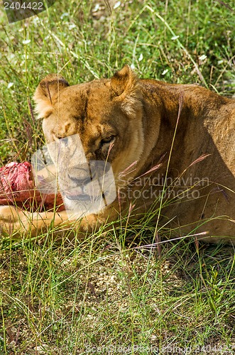 Image of Lion female with piece of meat.