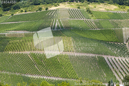 Image of vineyards Beilstein