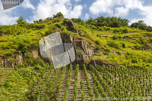 Image of vineyards Beilstein