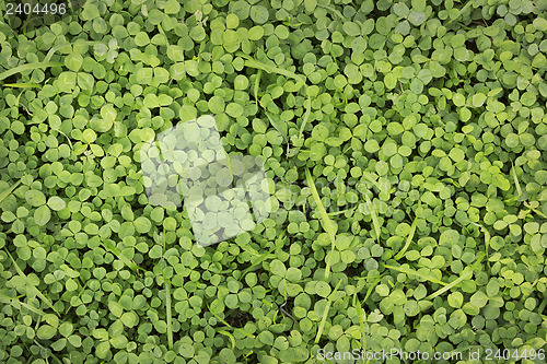 Image of Young grass clover as background
