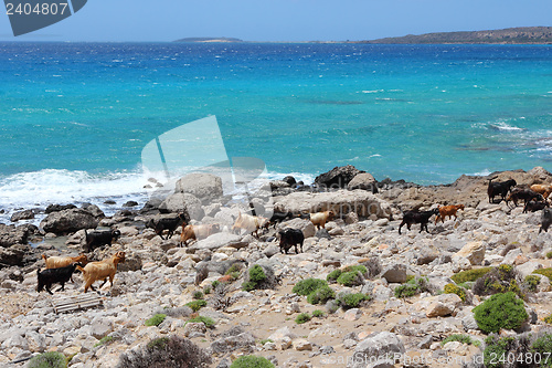 Image of Goats of Crete