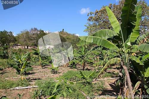 Image of Banana grove in Cuba