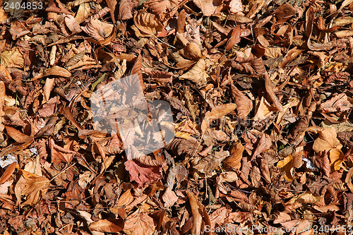 Image of Dry leaves