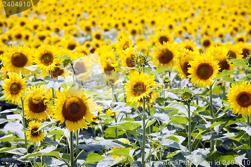 Image of sunflowers field