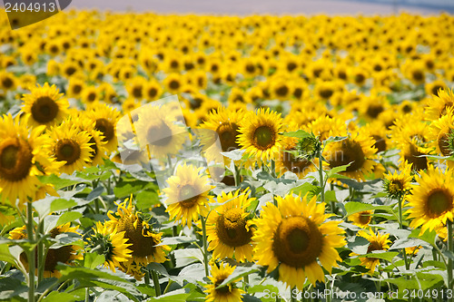 Image of sunflowers