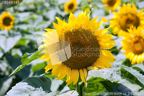 Image of sunflower