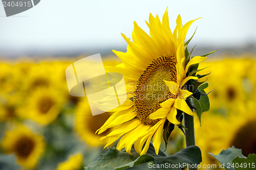 Image of sunflower