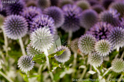 Image of wild purple green thistel flowers background makro