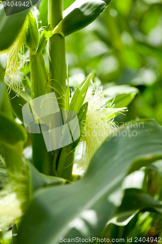 Image of fresh green corn in summer on field agriculture vegetable