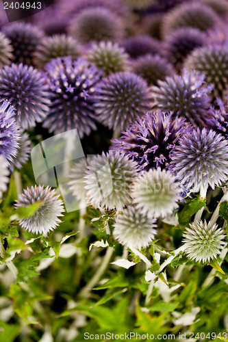 Image of wild purple green thistel flowers background makro