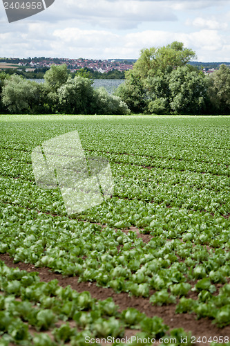 Image of fresh green salad cabbage on field summer agriculture 