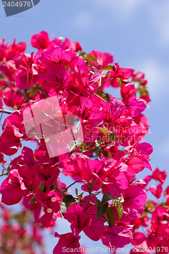 Image of beautiful pink magenta bougainvillea flowers and blue sky