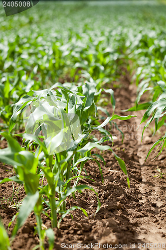 Image of fresh green corn in summer on field agriculture vegetable