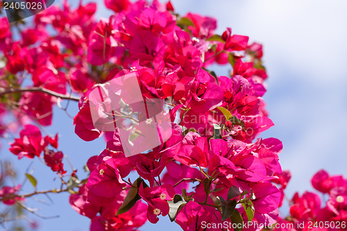 Image of beautiful pink magenta bougainvillea flowers and blue sky
