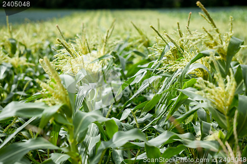 Image of fresh green corn in summer on field agriculture vegetable