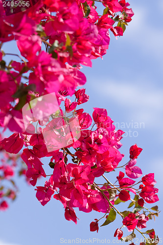 Image of beautiful pink magenta bougainvillea flowers and blue sky