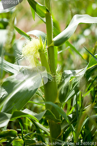 Image of fresh green corn in summer on field agriculture vegetable