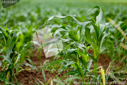 Image of fresh green corn in summer on field agriculture vegetable