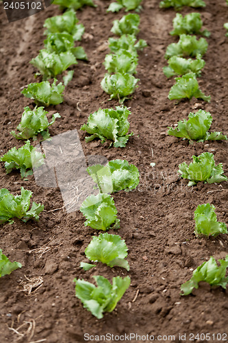 Image of fresh green salad cabbage on field summer agriculture 