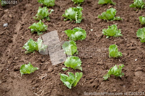 Image of fresh green salad cabbage on field summer agriculture 