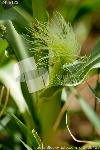 Image of fresh green corn in summer on field agriculture vegetable