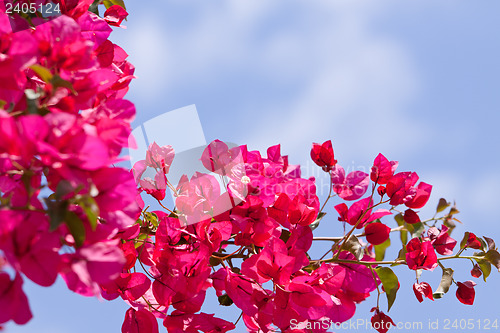 Image of beautiful pink magenta bougainvillea flowers and blue sky