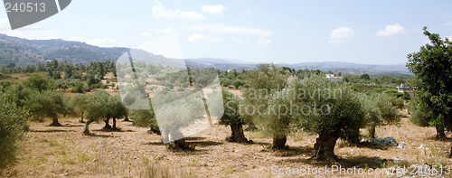 Image of Cretan olive grove