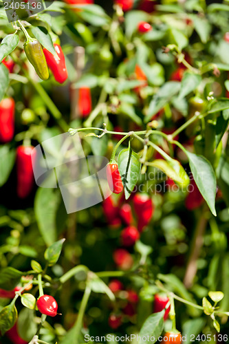 Image of spicy red hot chilli pepper on tree in summer outdoor