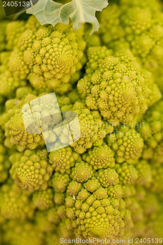 Image of fresh green romanesco broccoli cabbage macro closeup