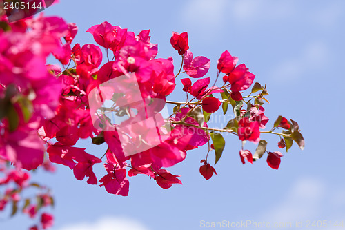 Image of beautiful pink magenta bougainvillea flowers and blue sky