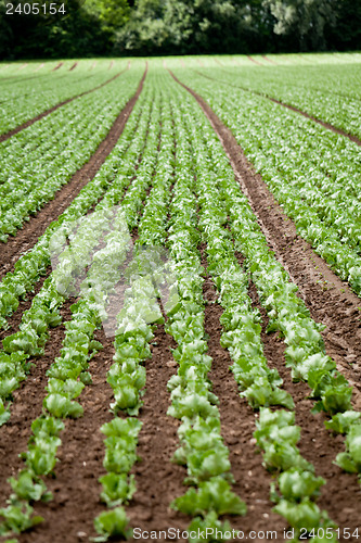 Image of fresh green salad cabbage on field summer agriculture 